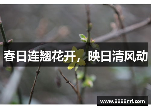 春日连翘花开，映日清风动