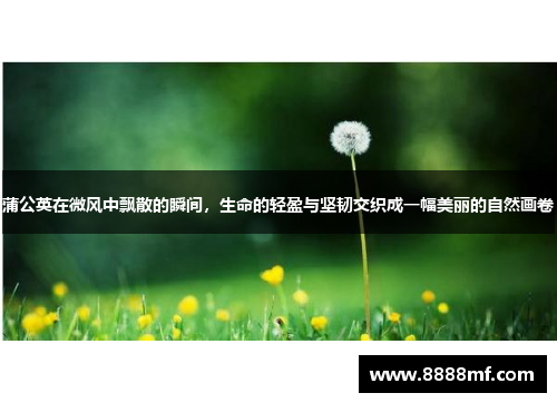 蒲公英在微风中飘散的瞬间，生命的轻盈与坚韧交织成一幅美丽的自然画卷